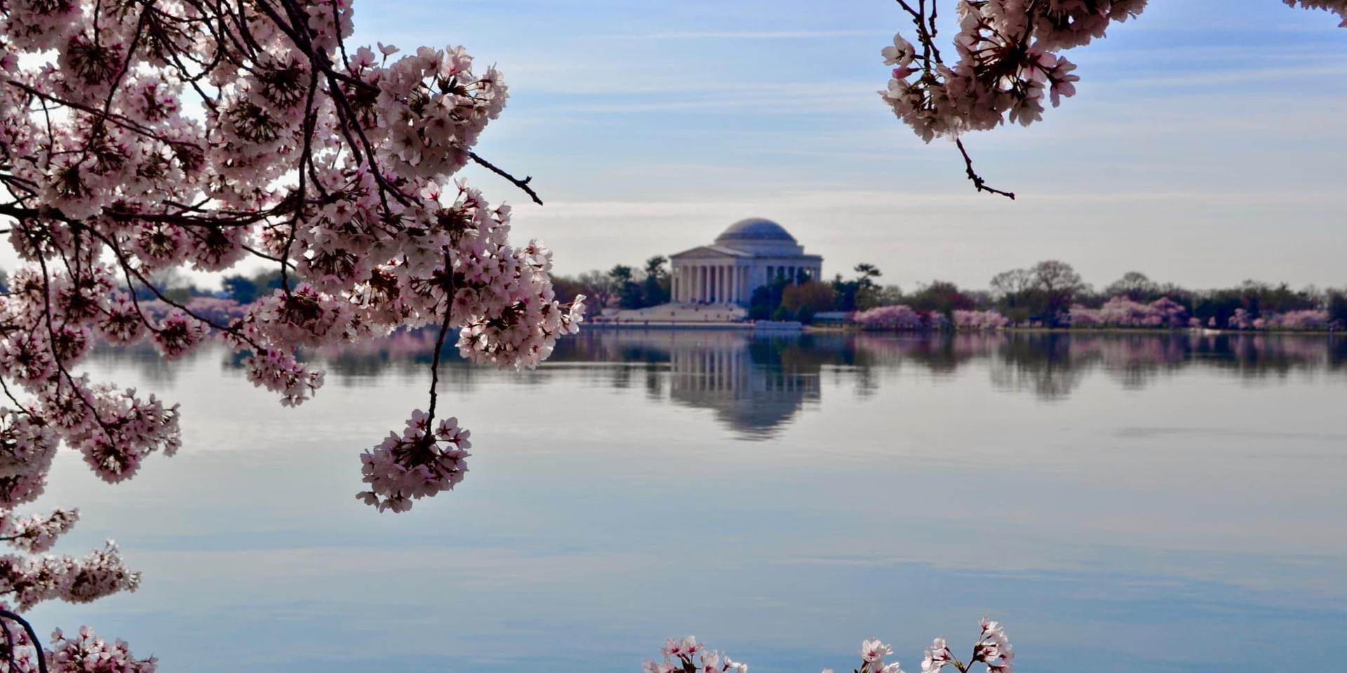 Cherry Blossoms in bloom at Washington D.C's Tidal Basin